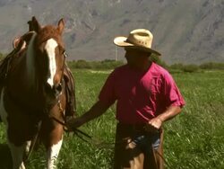 Slow pan of a cowboy guiding his horse on the meadow Stock Footage