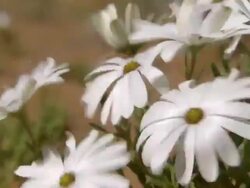 MS Shot of Cape rain daisies moving in the breeze / Namaqualand, Northern Cape, South Africa Stock Footage