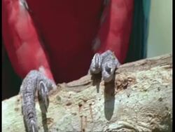 BCU Feet of Scarlet macaw side stepping along branch, South America Stock Footage