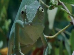 CU Flapnecked Chameleon, Chamaeleo dilepis, firing tongue, Botswana, Africa Stock Footage