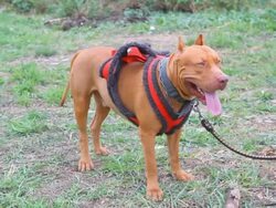 Pit bull terrier Stock Footage