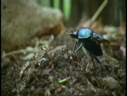 CU Dung beetle crawling over ground, takes off, Bandhavgarh National Park, India Stock Footage