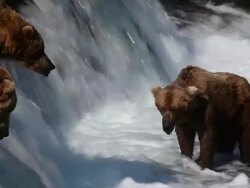 MS Shot of brown bears fishing for salmon at Brooks Falls / Alaska, United States Stock Footage
