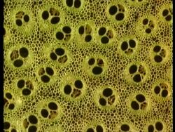 Microscopic cross sectional view through woody stems to show vascular bundles, xylem, cambium, phloem Stock Footage