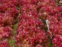 Hydroponics Stock Footage