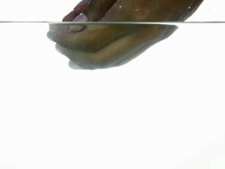 Releasing Goldfish Stock Footage