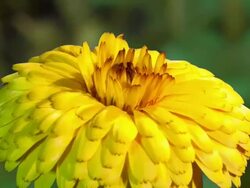 CU T/L Shot of yellow chrysanthenum flower blossoming / Studio City, California, United States Stock Footage