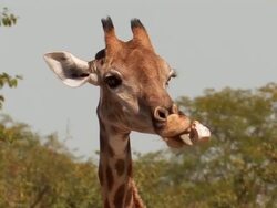Giraffe_Knochen Stock Footage