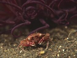 Porcelain Crab, Feeding,  Indonesia  Stock Footage