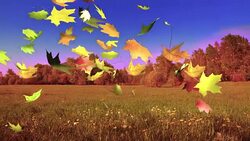 Forest, fall Stock Footage