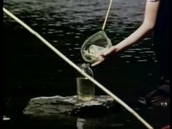 Pond dipping, Wales, United Kingdom 1965 Stock Footage