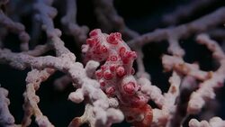 Pink Bargibant Pgymy Seahorse stand on Gorgonian Coral, undersea (4K) Stock Footage