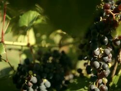 Bunches of grapes in the shrubs Stock Footage