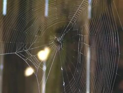 Spider's Web Flexing n the Breeze Stock Footage