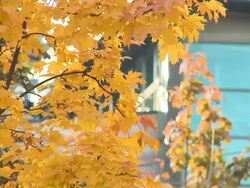HD: Maple tree Stock Footage