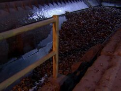 CU of sugar beets floating down a canal. Stock Footage