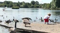 Cute toddler laughing chasing and feeding ducks Stock Footage