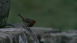 Robin sitting on Hadrian's Wall News Clip