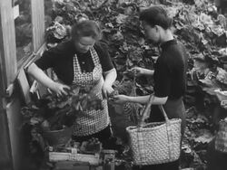 Food rations in Post War Germany Stock Footage