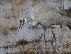 HD video Pair of Sandhill Cranes in Colorado wetlands Stock Footage