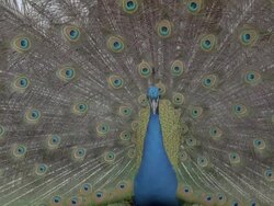 Peacock (Pavo cristatus) male displays, cu, turns to right, courtship, UK Stock Footage