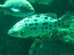 Fish in aquarium Stock Footage