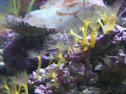 Yellow Sea anemone in natural environment. Stock Footage
