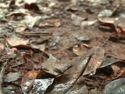 Leech on jungle floor, Maliau Basin, Sabah, Malaysia, Borneo Stock Footage
