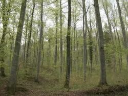 forest changing seasons from early spring to fresh green Stock Footage