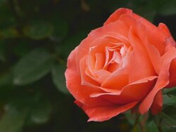 HD red rose in garden Stock Footage