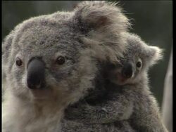 Koala Bears News Clip