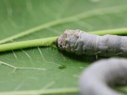 Silkworm Stock Footage