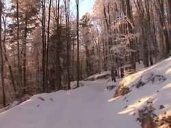 HD STEADYCAM:  Walking on a snowy forest path Stock Footage