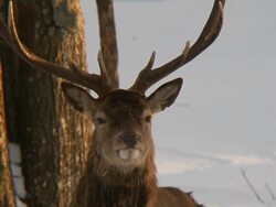 elk in the sun Stock Footage