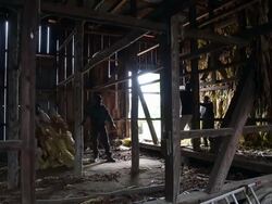 Maryland Tobacco Farm Begins Harvest Stock Footage