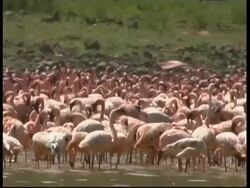 Large flock of Lesser Flamingos in Bogoria Lake, more birds arrive landing in water, MS, Kenya Stock Footage