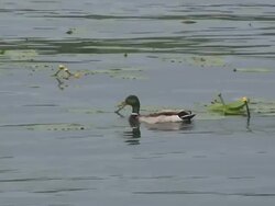 Mallard 3-2: HD 1080/60i Stock Footage