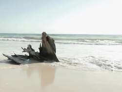 Driftwood in the surf on sandy beach Stock Footage