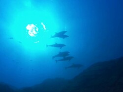Dolphins, Mexico  Stock Footage