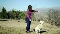 Dog playing with owner Stock Footage