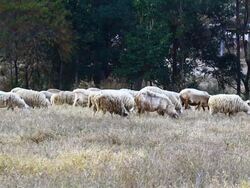 Sheeps in dry grass field Stock Footage
