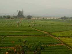 Agriculture organic green garlic field Stock Footage