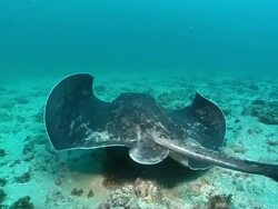 MS ZI TS Shot of Round ribbontail ray searching or hunting for food along sandy ocean bed with brocken coral / Aliwal Shoal, Kwa Zulu Natal, South Africa Stock Footage