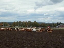 Cows on a Farm Expanse Stock Footage