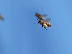 MS SLO MO Honey bee carrying hive with note full pollen baskets and another bees flying in background / Vieux Pont, Normandy, France Stock Footage