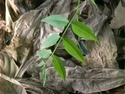 T/L Dipteryx seedling germination and growth, high angle, natural background, Panama. Stock Footage