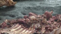 CLEAN: Spate of violence in south-west Ivory Coast News Clip