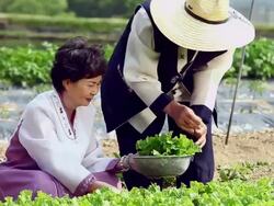 MS Wearing hanbok Senior couple harvesting lettuce in vegetable garden / Seoul, South Korea Stock Footage