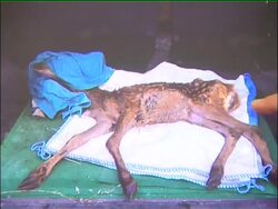 Hellenic Wildlife Care Association help animals caught in fires News Clip