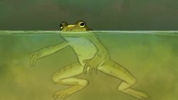 TED-Ed: Disappearing frogs - Kerry M. Kriger Instructional Video
